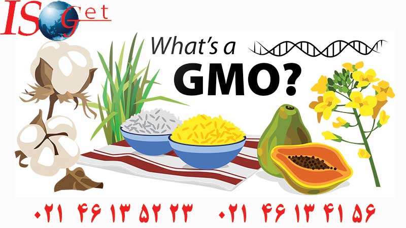 GMO چیست؟ 3 دقیقه مطالعه کنید